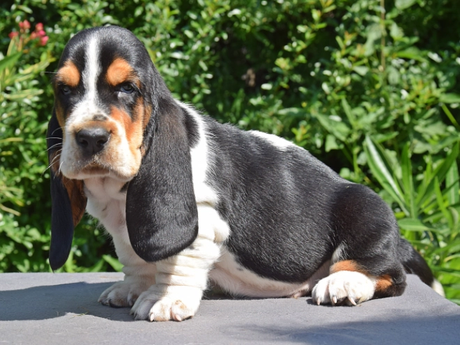 Perros Basset Hound en venta