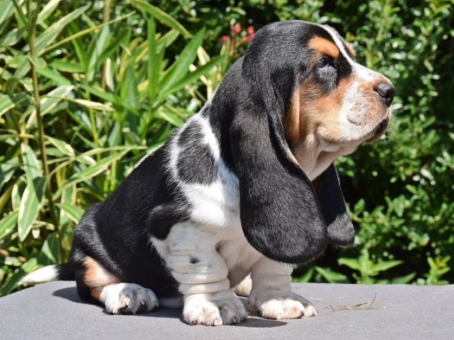 Perros Basset Hound en venta