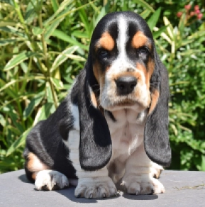 Perros Basset Hound en venta