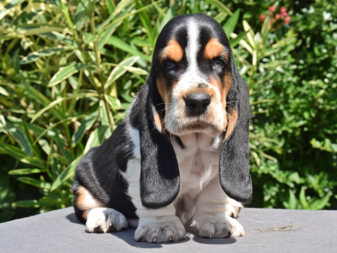 Perros Basset Hound en venta