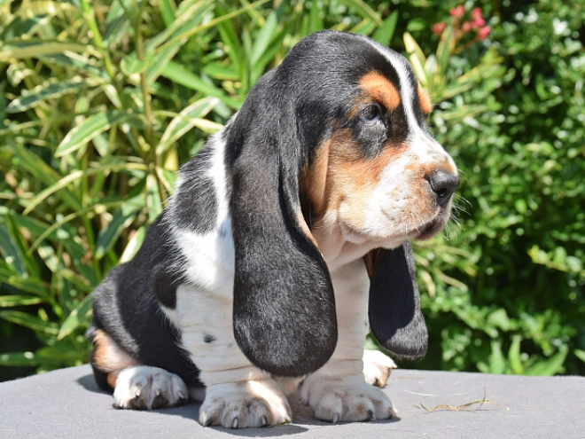 Perros Basset Hound en venta