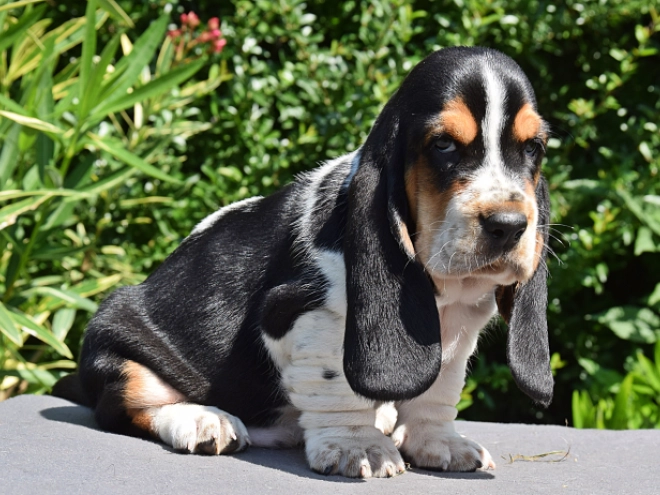 Perros Basset Hound en venta