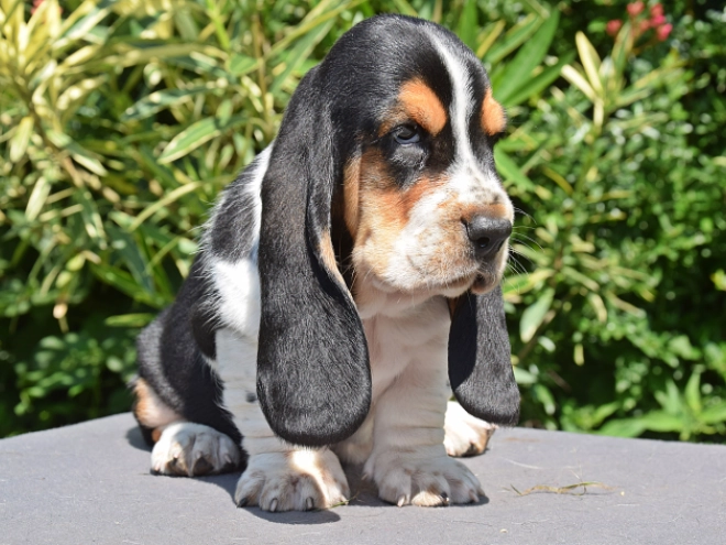 Perros Basset Hound en venta