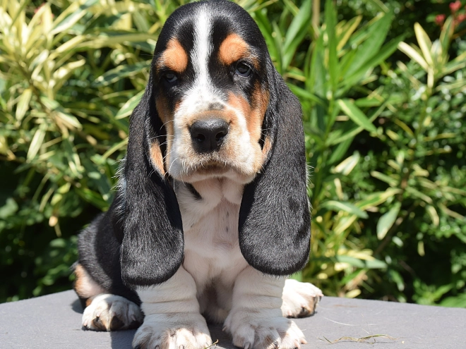 Perros Basset Hound en venta