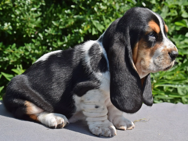 Perros Basset Hound en venta