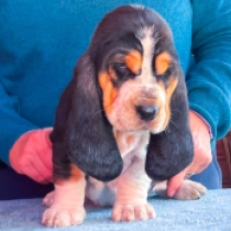Basset Hound Welpe zu verkaufen