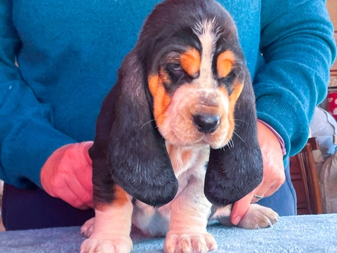 Basset Hound Welpe zu verkaufen