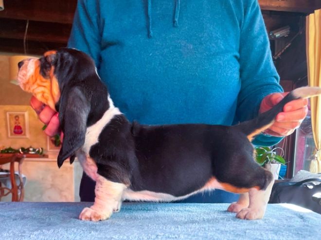 Basset Hound Welpe zu verkaufen
