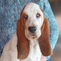 Xanthos, tricolor Basset Hound for sale