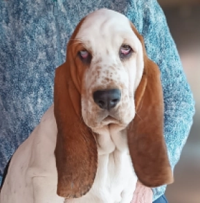 Basset Hound Welpe kaufen