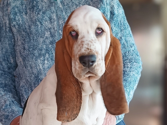 Basset Hound Welpe kaufen