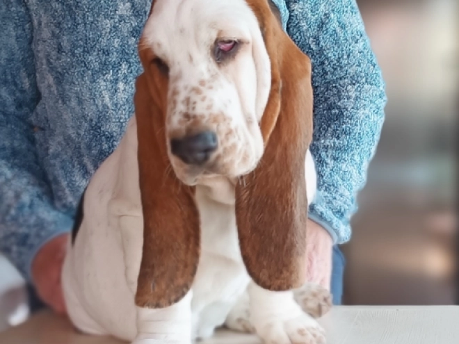 Basset Hound Welpe kaufen