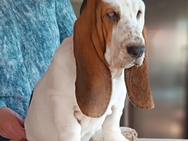 Basset Hound Welpe kaufen