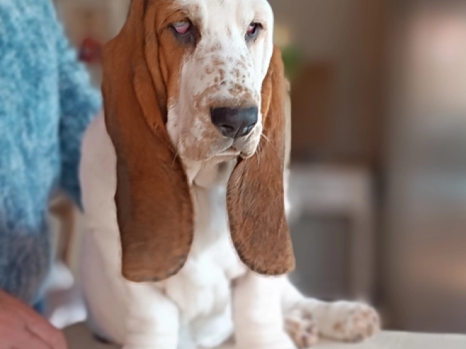 Basset Hound Welpe kaufen