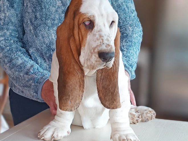 Basset Hound Welpe kaufen