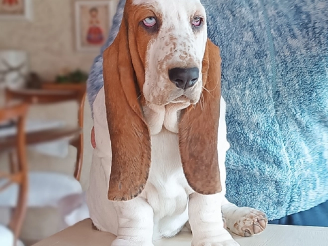 Basset Hound Welpe kaufen