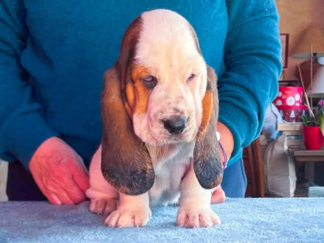 Basset Hound puppy for sale