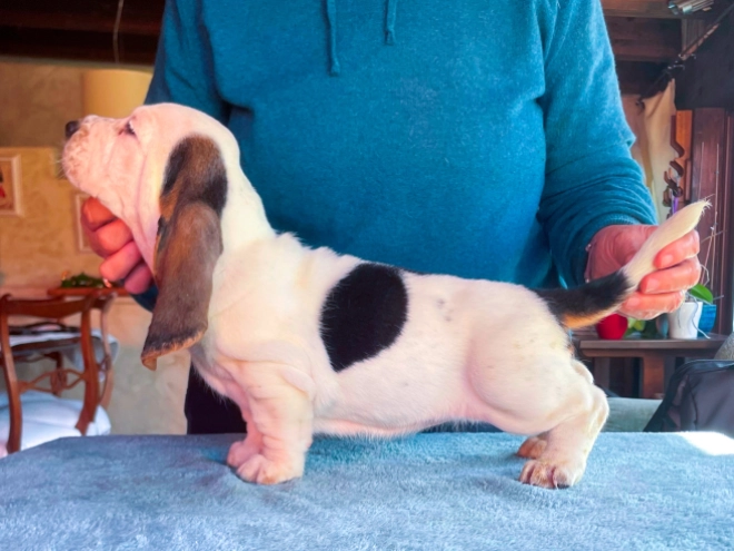 Basset Hound puppy for sale