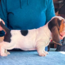 Basset Hound Welpe zu verkaufen
