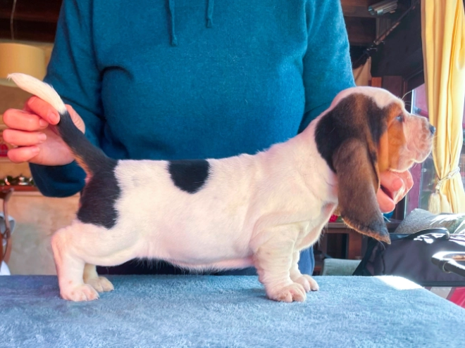 Basset Hound puppy for sale