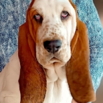 Perros Basset Hound en venta