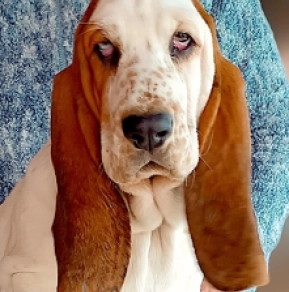 Perros Basset Hound en venta