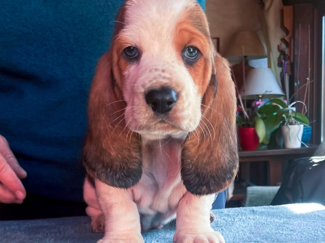 Basset Hound puppy for sale