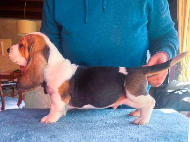 Basset Hound puppy for sale