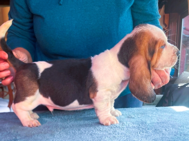 Basset Hound puppy for sale