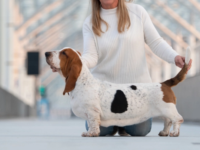 Basset Hound puppy for sale