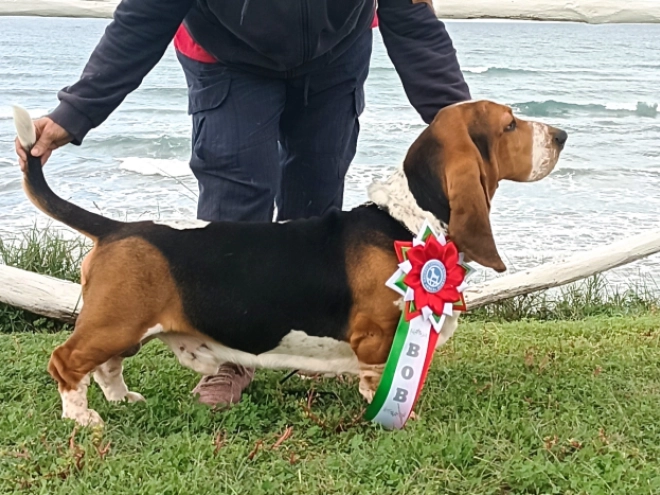 Basset Hound puppy for sale