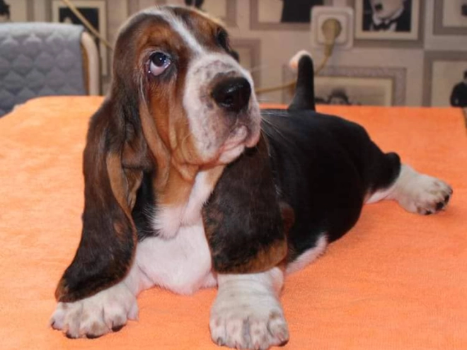 Basset Hound puppy for sale