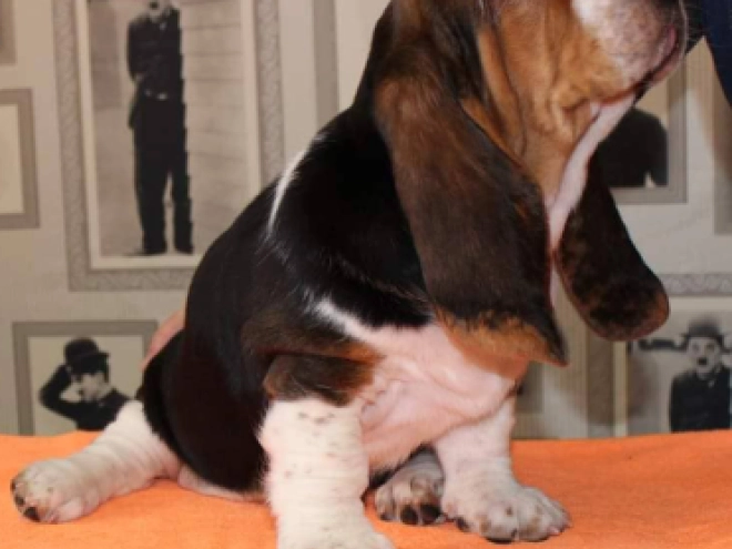 Basset Hound puppy for sale