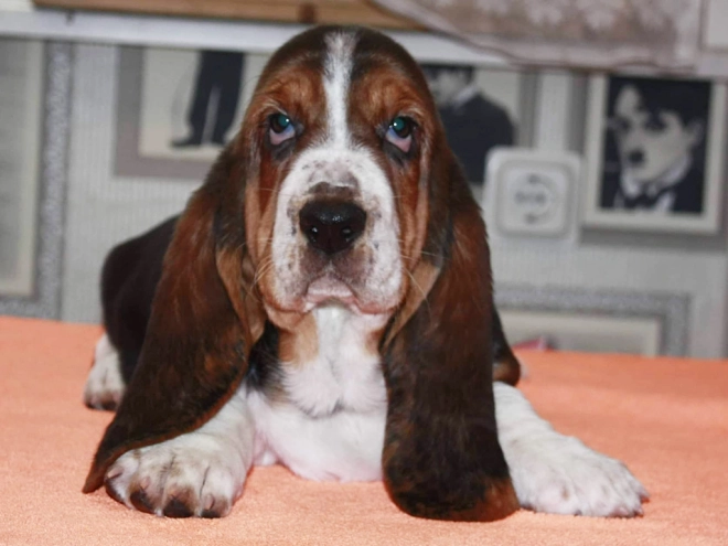 Basset Hound puppy for sale
