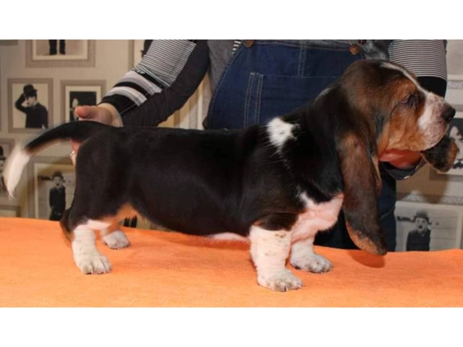 Basset Hound puppy for sale