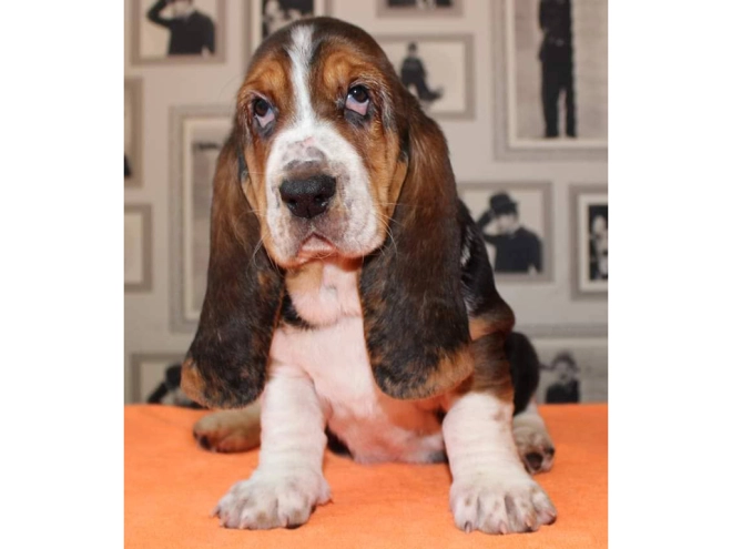 Basset Hound puppy for sale