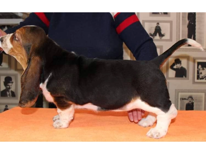 Basset Hound puppy for sale