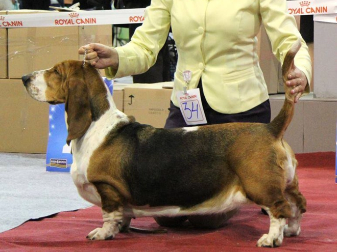 Basset Hound puppy for sale