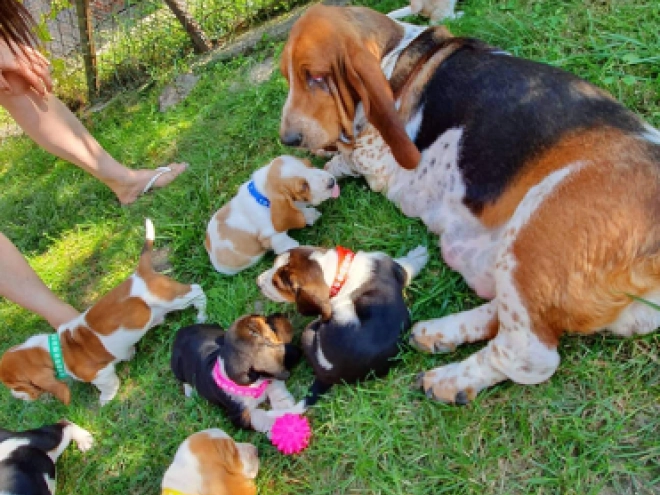 Basset Hound Welpe zu verkaufen