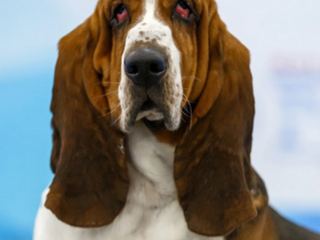Basset Hound puppy for sale