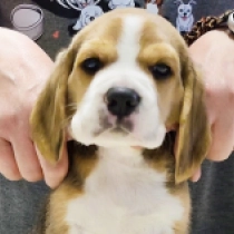 Mario, tricolor Beagle for sale