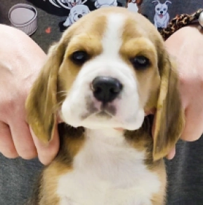 Beagle Welpe kaufen