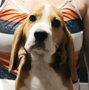 Perros Beagle en venta