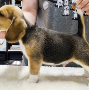 Beagle Welpe kaufen