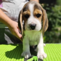 Sawyer, tricolor Beagle for sale