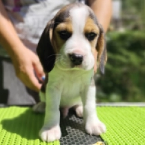 Porthos Star Trek, tricolor Beagle for sale