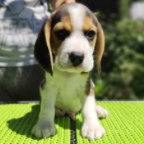 Peanut, tricolor Beagle for sale