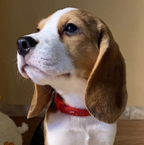 Tiffani Beagle Puppy for sale EuroPuppy