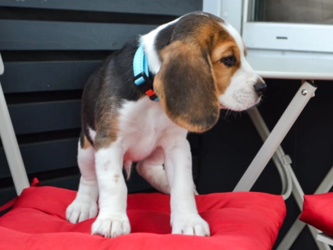 Beagle Welpe kaufen
