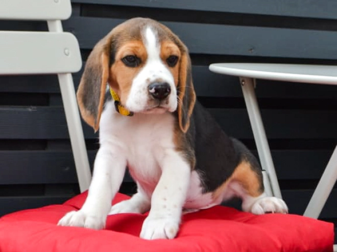 Beagle Welpe kaufen